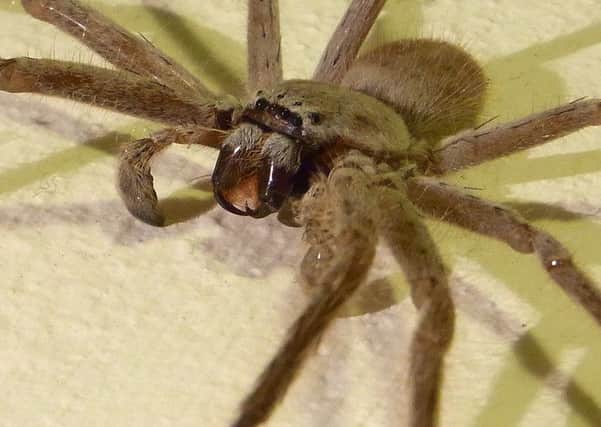 The huntsman spider is common to warm and tropical areas of the world, like Australia. Picture: Creative Commons