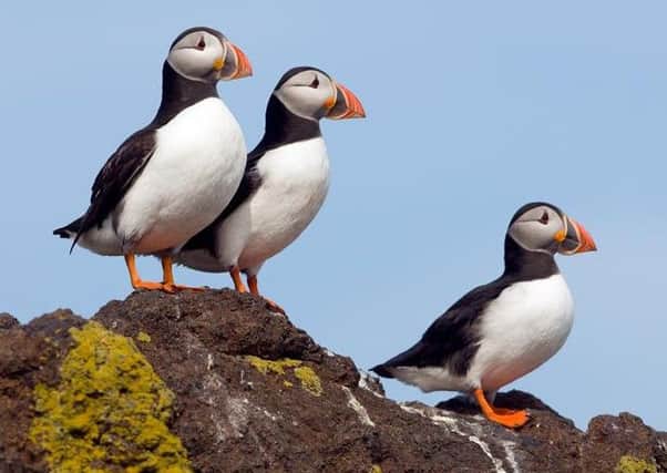 Puffins are among the seabirds that would benefit from protected areas at sea.