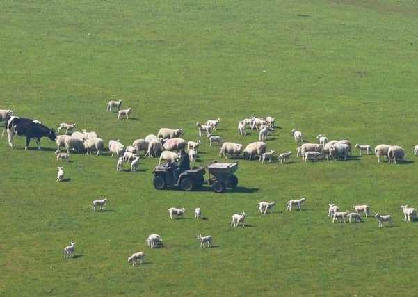 Most farmers will be eligible for the government loans. Picture: Stuart Cobley