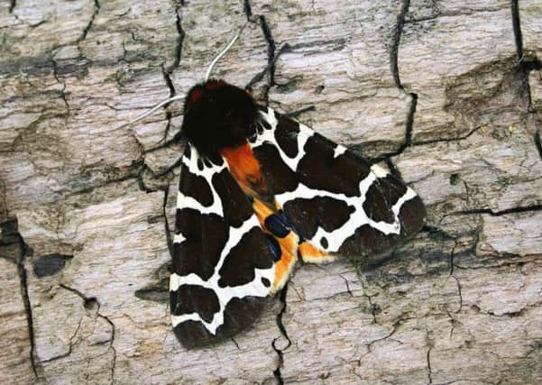 Butterflies and moths have experienced significant declines. Picture: ImageFlow
