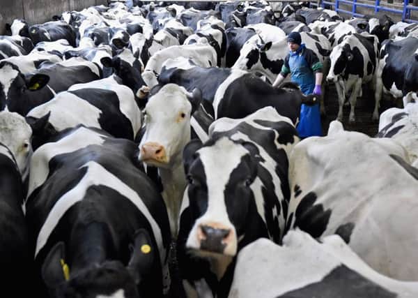 Scotland's dairy farmers face 'unique' pressures, said Fergus Ewing. Picture: Jeff J Mitchell/Getty Images