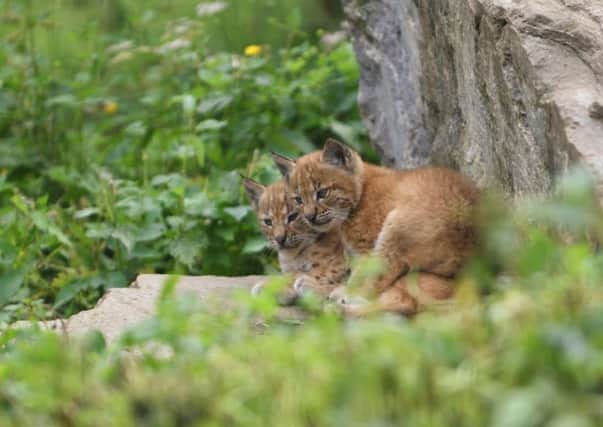 Lynx cubs are born at Highland Wildlife Park