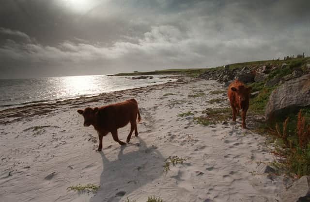 Young cattle on the beach at East Kilbride, South Uist. Rocks from the island have provided a clue to life on Mars. Picture: Allan Milligan/TSPL