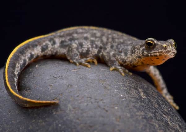 Buresch's crested newt - but can any farmer honestly identify it? Picture: Getty Images/iStockphoto