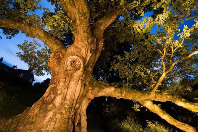 The Birnam Oak, the last remaining tree from the ancient Birnham oakwood, which has been shortlisted for the "tree of the year". Pic: Niall Benvie/PA Wire