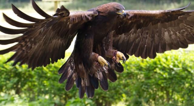 Golden eagles have a huge 2m wing span. Picture: Wikipedia