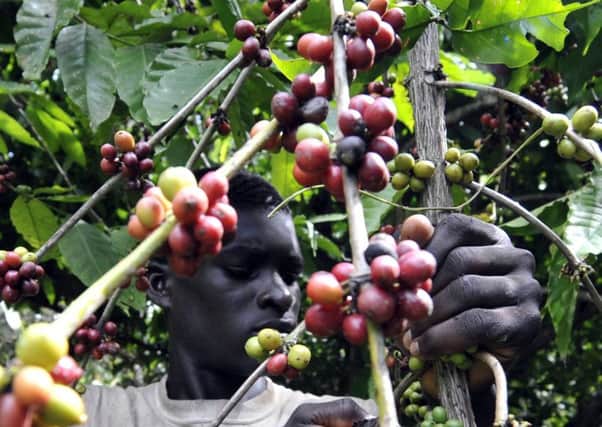 A man picking coffee beans, in a coffee and cocoa plantation, in Divo. Picture: Getty