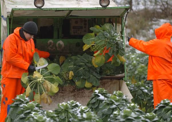 Farm labour costs are likely to rise if restrictions are placed on migrant workers. Picture: Ian Rutherford
