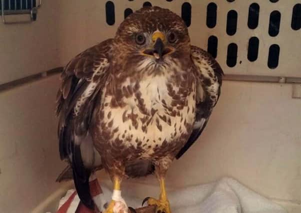 The buzzard that was rescued after it was found hanging upside down from a tree on a fishing line. Picture: PA/SSPCA