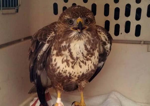 The buzzard was rescued after it was found hanging upside down from a tree on a fishing line in Aberdeen. 
Picture:  Scottish SPCA/PA