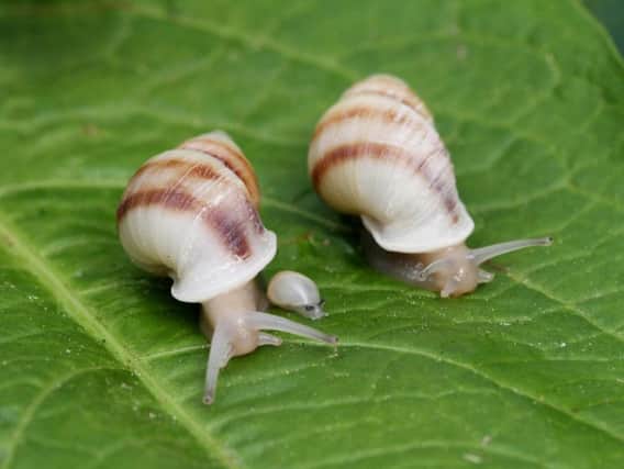 Partula snails have been rescued from extinction by RZSS.