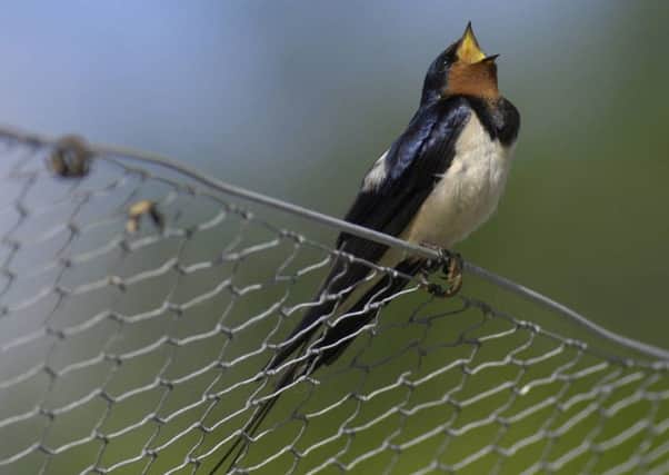 Swallows are staying later in Scotland before flying to Africa for winter.