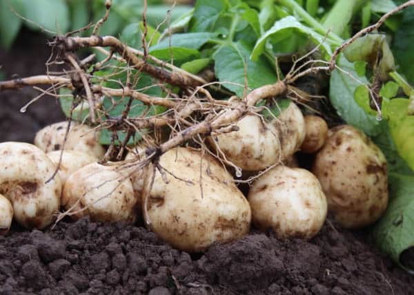 Solanesol production could revolutionise Scotlands potato sector, providing a valuable new income stream for farmers while also helping to cut wastage.