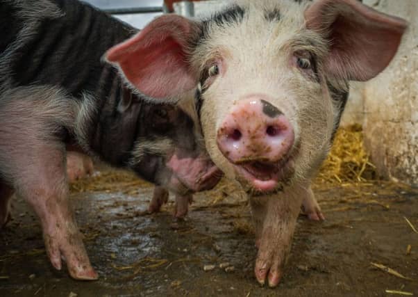 Quality Meat Scotland said pig farmers are 'very aware' of the need to use antibiotics carefully. Picture: Steven Scott Taylor