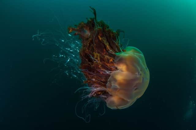 A lion's mane jellyfish in Village Bay, St Kilda. Picture: SWNS