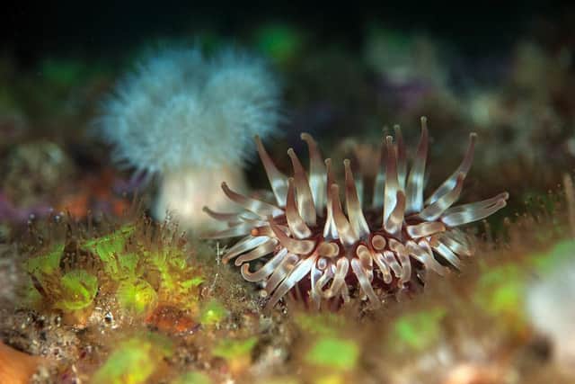 Dun Arch Transect. Anemones on a rock wall outside a sea cave in St Kilda. Picture: SWNS