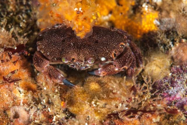 A small edible crab cancer pagurus amongst bryozoans, hydroids and colonial ascidians of St Kilda. Picture: SWNS