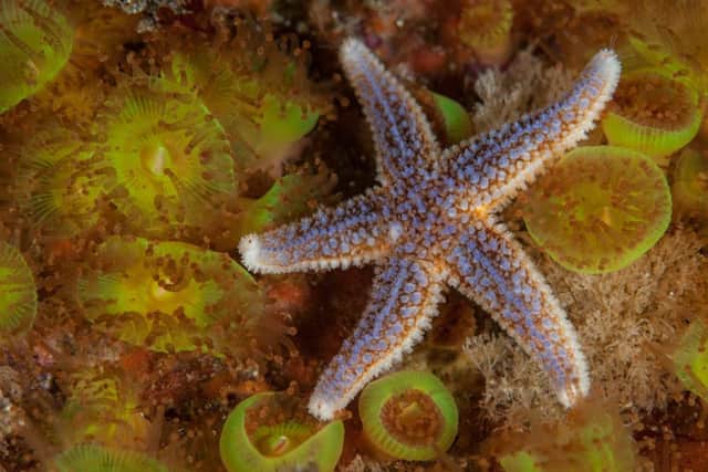 A common starfish on jewel anemones - Dun Arch, St Kilda.  Picture: SWNS