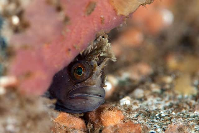 A Yarell's blenny in a sea cave in North Rona. Picture: SWNS