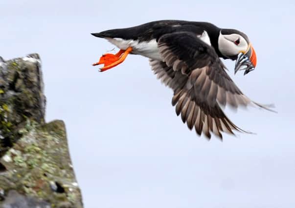 Anecdotal evidence points to a big decline in puffin numbers. Photograph: Jane Barlow