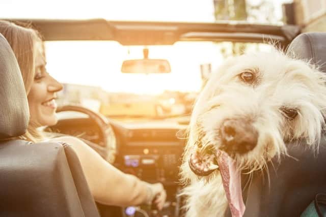 Motor and pet insurance are affected by the rises in IPT. Picture: Getty