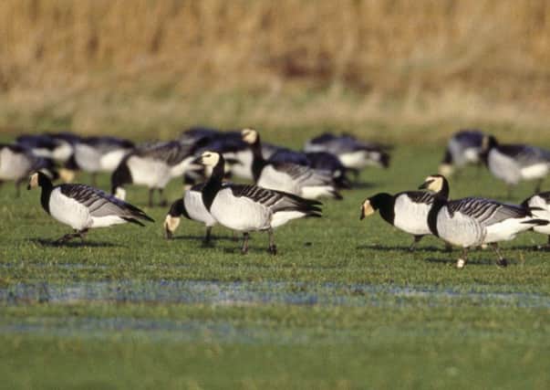 Around 40,000 barnacle geese arrive in the Solway Firth from Norway every year - 10,000 of them settle at the RSPB's Mersehead reserve. Picture: Andy Hay/RSPB