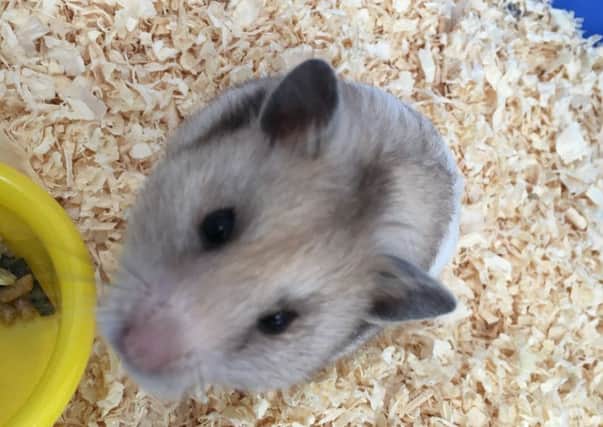 The hamster was discovered at an RAF base. Picture: SSPCA