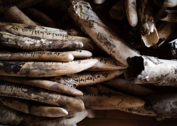 A stockpile of ivory ready to be stored after cataloguing at the Chadian Zakouma National Park. African elephants have been decimated by poaching, with a new study showing numbers have fallen dramatically in recent years.
 Picture: Getty Images