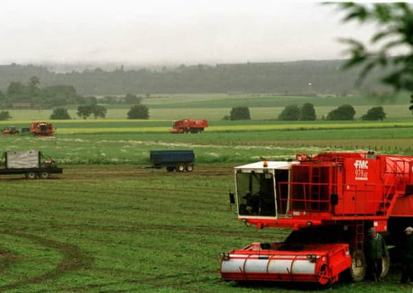 Average pea and bean yields are set to fall below the long-term average. Picture: Louis Flood