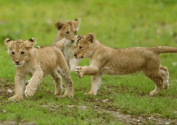 Three of the four cubs born at Blair Drummond Safari park near Stirling . Picture: Andrew Milligan/PA Wire