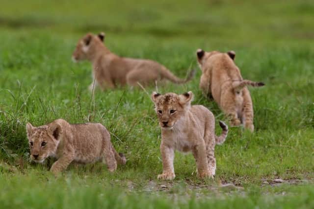 The four cubs born at Blair Drummond Safari park near Stirling. Picture: Andrew Milligan/PA Wire
