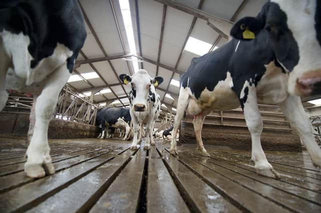 The NFU called on milk buyers to pay British farmers 'fair, sustainable' prices for milk. Picture: John Devlin
