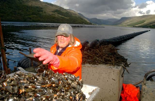 Simon Howard with a catch of mussels in Loch Fyne.
 Picture: Neil Hanna/TSPL