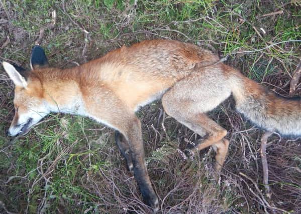 Foxes or wildcats, snares do not discriminate between the animals they kill