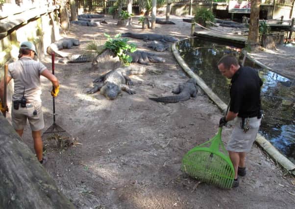 Jim Darlington and Amie Mercado rake up debris in an alligator pit with the enormous reptiles just a couple of feet away. (AP Photo/Brendan Farrington)