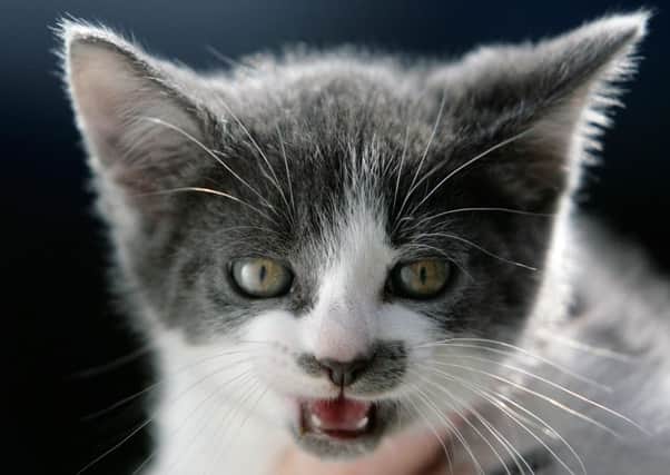Boggles, a stray cat. PIC: Christopher Furlong/Getty Images