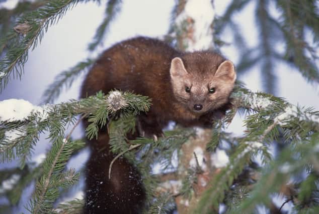 The pine marten would be a popular choice of favourite mammal in Scotland, but only a handful can be found south of the border.