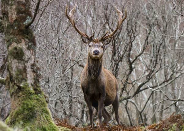 You can discover Scotland's amazing stags at the Scottish Deer Centre. Picture: Flickr