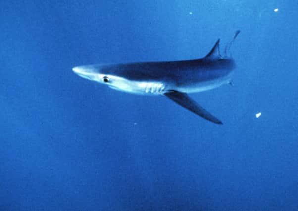 Blue sharks normally inhabit  very deep waters in seas across the world from South America to Norway. Picture: AP