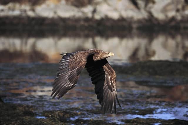 Sea eagles were reintroduced from Norway in the 1970s after going extinct in Scotland in 1917. Picture: Ian McCarthy.