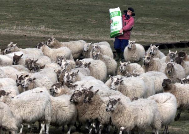 The sector needs to 'play its part' in the effective use of antibiotics, said the National Sheep Association. Picture: Martin Cleaver/AP