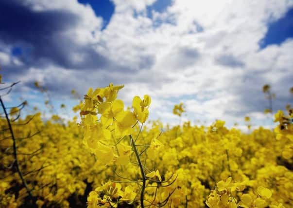 The NFU expressed particular concern over the future of oilseed rape in the UK. Picture: Christopher Furlong/Getty Images