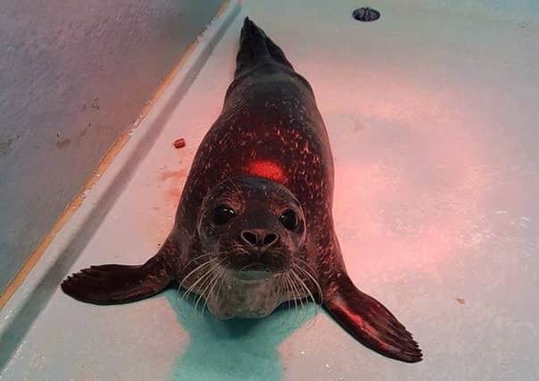 Ollie is making a recovery. Picture: Sea Life Sanctuary