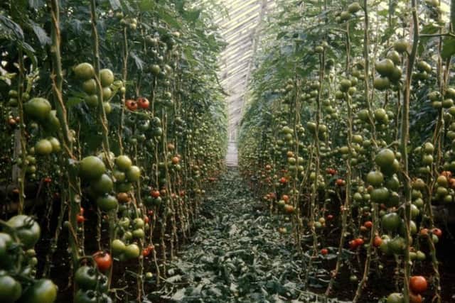 Greenhouses popped up "like mushrooms" to grow tomatoes in the Clyde Valley. PIC: Thanks to South Lanarkshire Leisure and Culture Libraries and Museums Service.