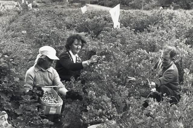 Gooseberry pickers in the Clyde Valley during the 1960s. PIC Thanks to South Lanarkshire Leisure and Culture Libraries and Museums Service.