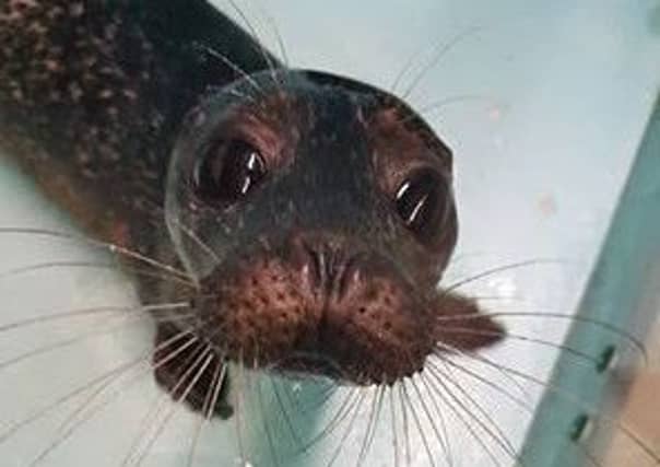 Ollie the seal pup. Picture: Contributed