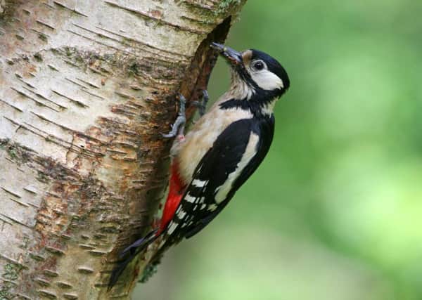 Woodpeckers are said to be the cause of the outage. Picture: HeMedia