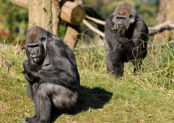 Gorillas at London Zoo
Photo: Getty Images