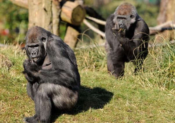 Gorillas at London Zoo
Photo: Getty Images