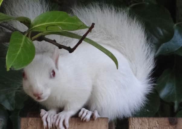 The family of rare pure white squirrels has made itself very much at home in and around the gardens in the Barnton area of Edinburgh. Picture: Saltire News